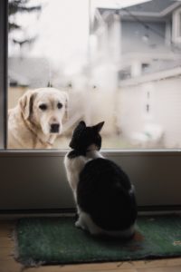 dog and cat