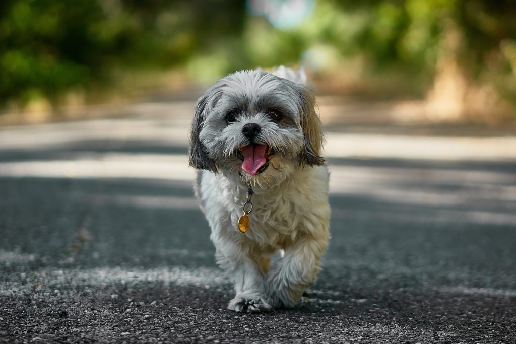 small dog running 